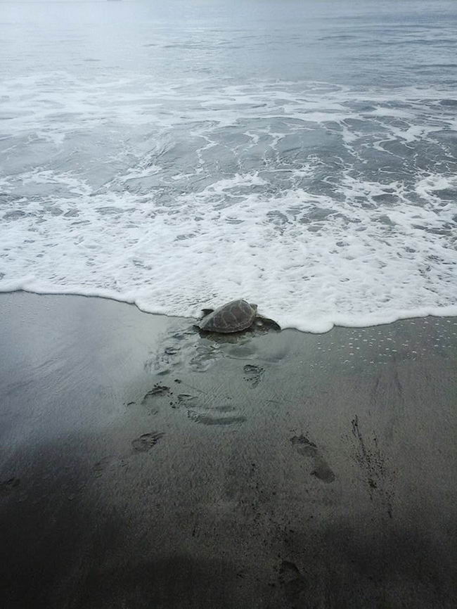 man-saves-sea-turtles-04