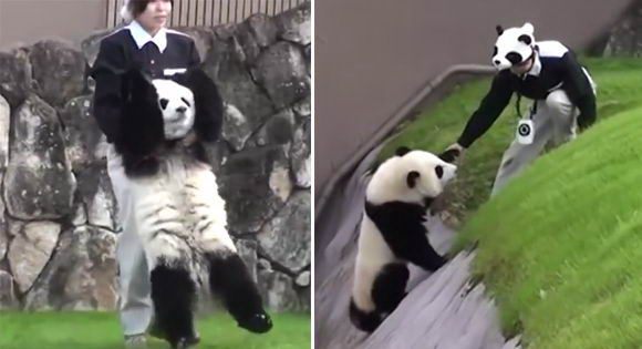 panda-jap-cute
