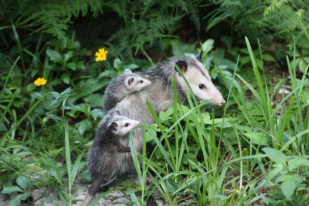 slap-opossum-01
