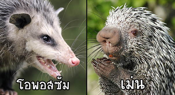 slap-opossum-02