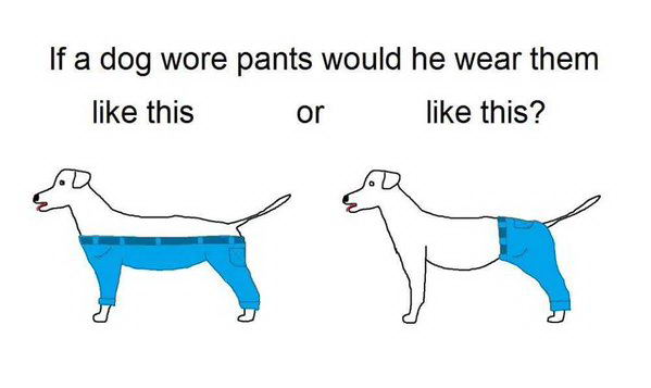 dog-pants-1