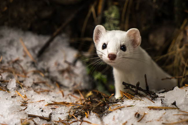 ermine-01
