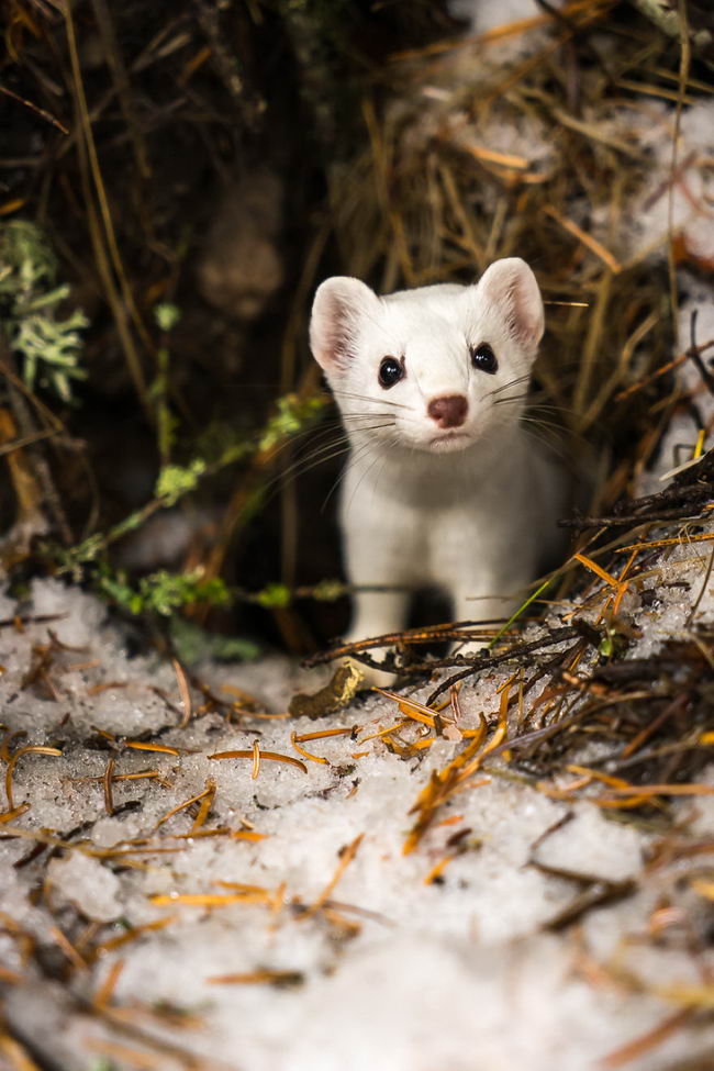 ermine-02