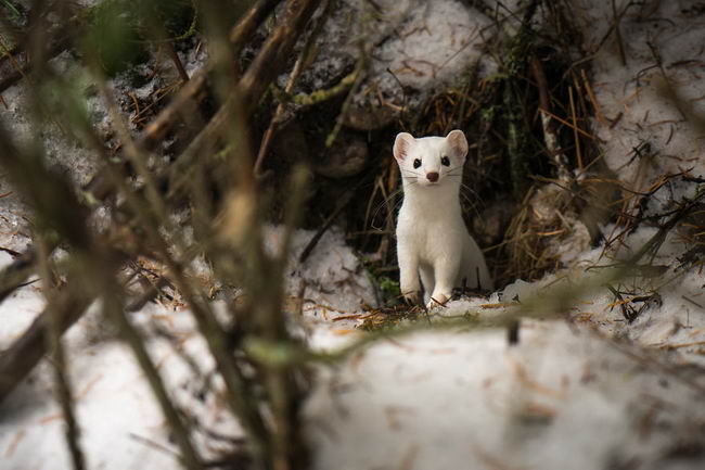 ermine-03