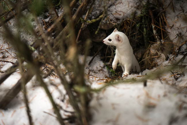 ermine-04