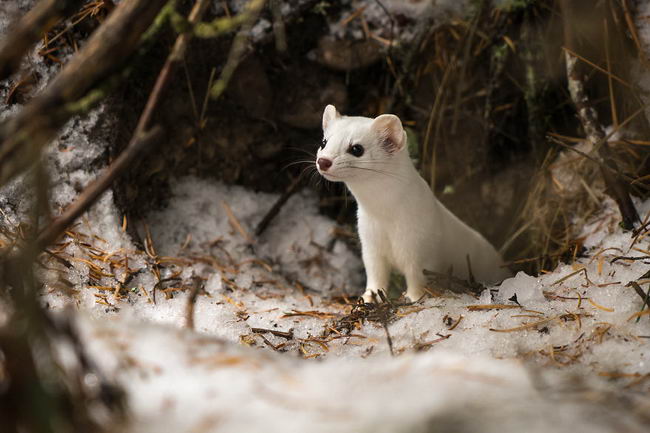 ermine-05