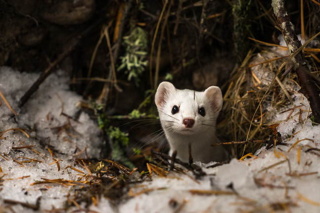 ermine-06