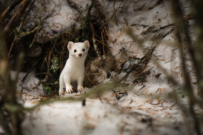 ermine-07