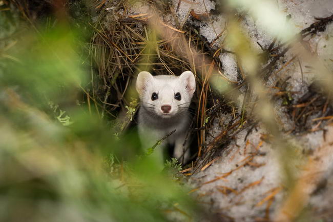ermine-08