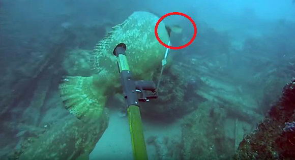 goliath-grouper-steals-fish
