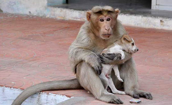 monkey-adopts-puppy-erode-india-01