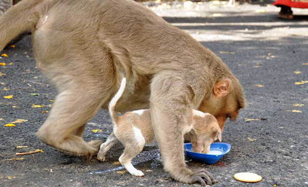 monkey-adopts-puppy-erode-india-03