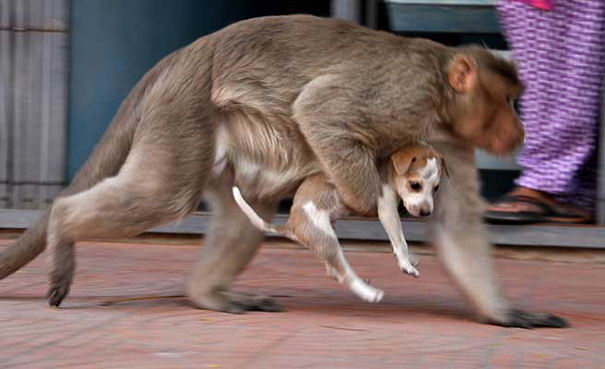 monkey-adopts-puppy-erode-india-04