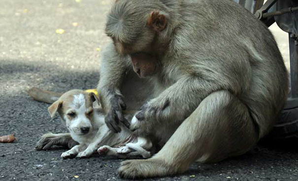 monkey-adopts-puppy-erode-india-05