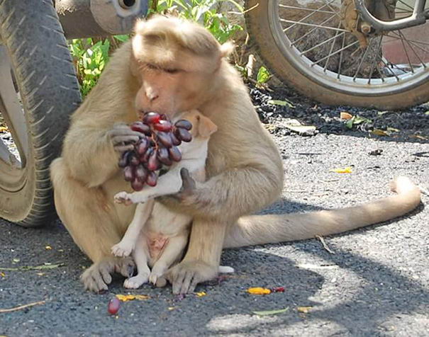 monkey-adopts-puppy-erode-india-07