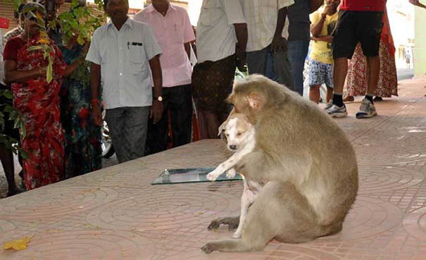 monkey-adopts-puppy-erode-india-08