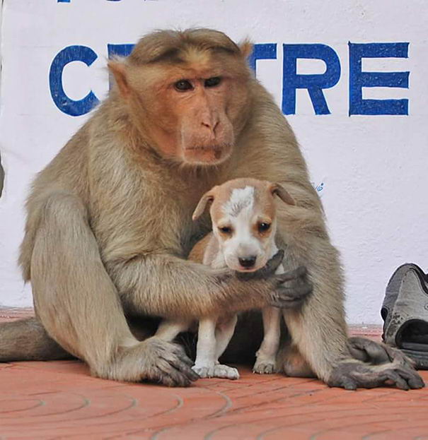 monkey-adopts-puppy-erode-india-09