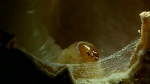 moth-larvae-06
