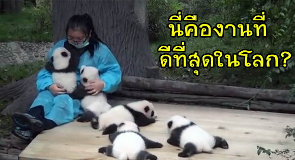 panda-caretaker