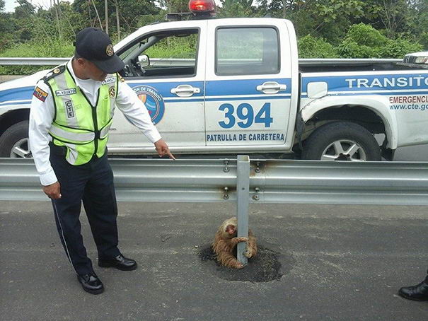 police-rescue-sloth-01