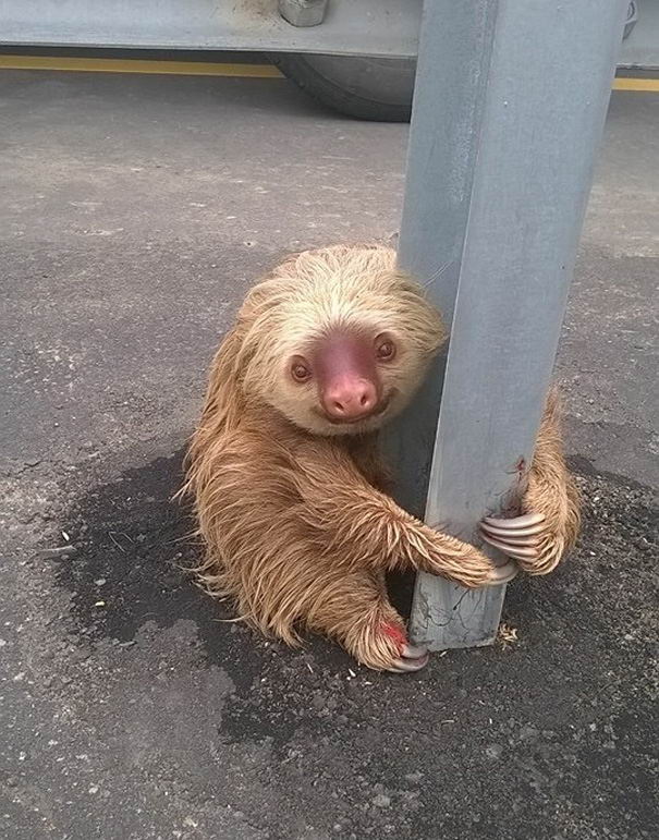 police-rescue-sloth-02