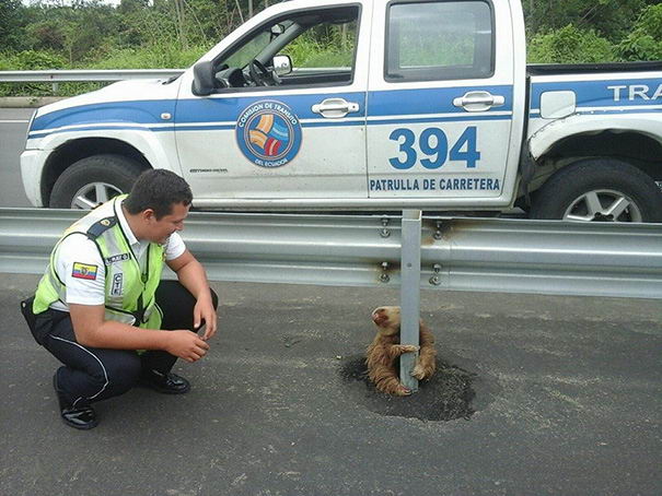 police-rescue-sloth-03