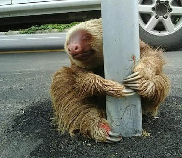 police-rescue-sloth-05