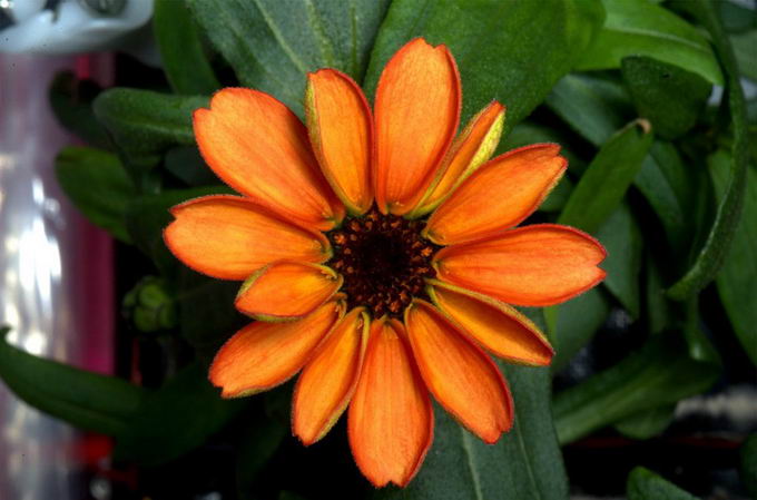 space-first-flower-bloom-01
