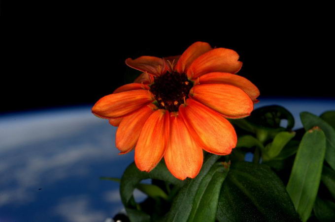 space-first-flower-bloom-02