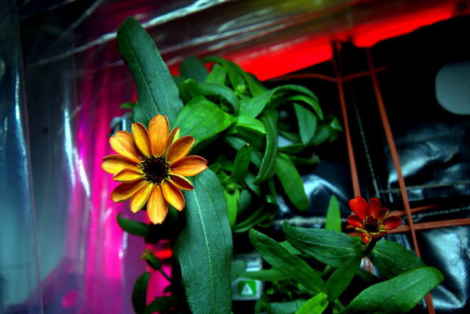 space-first-flower-bloom-03