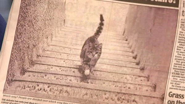 cat-walking-01