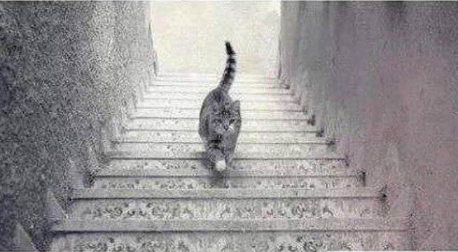 cat-walking-02