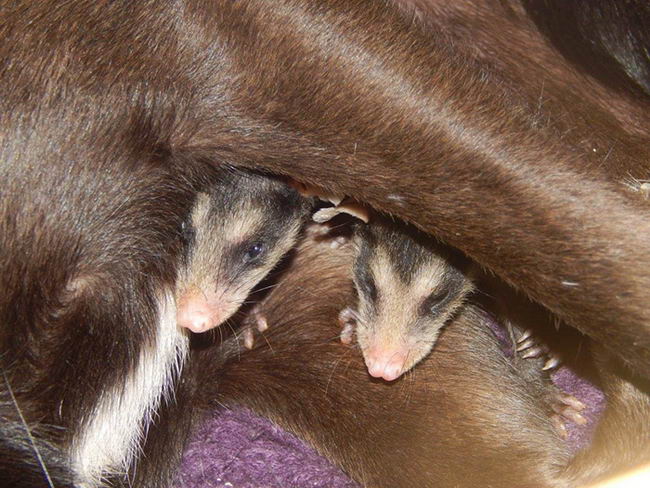 dog-adopts-opossums-06