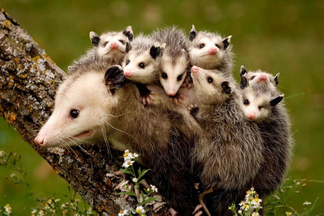 dog-adopts-opossums-08