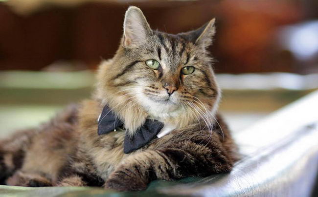 oldest-cat-01