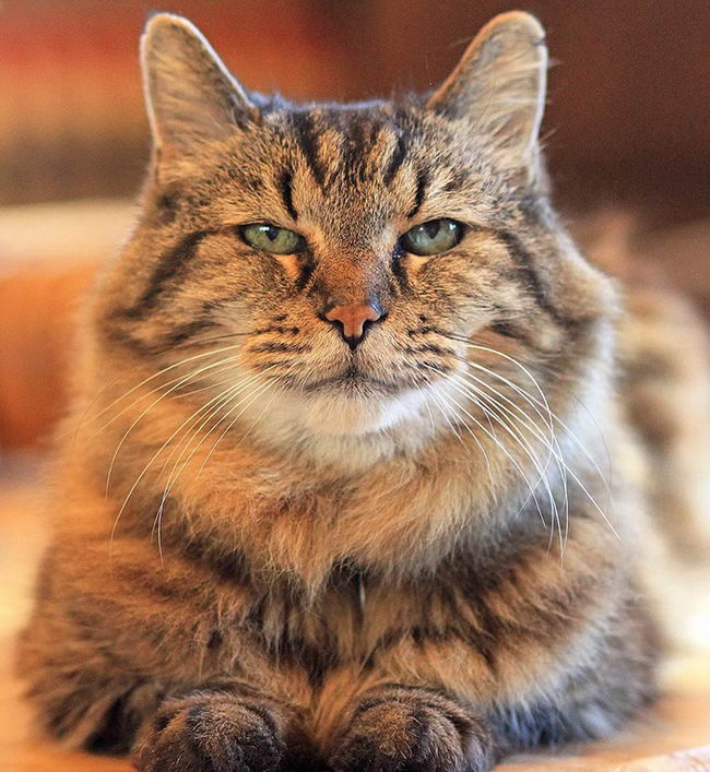oldest-cat-02