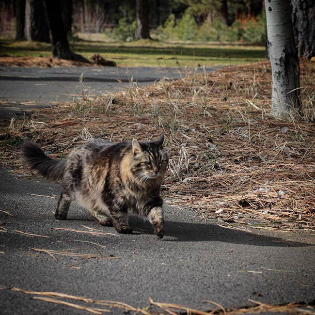 oldest-cat-03