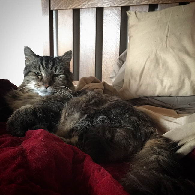 oldest-cat-05