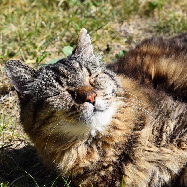 oldest-cat-07