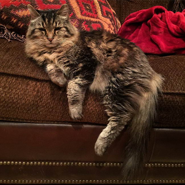 oldest-cat-08