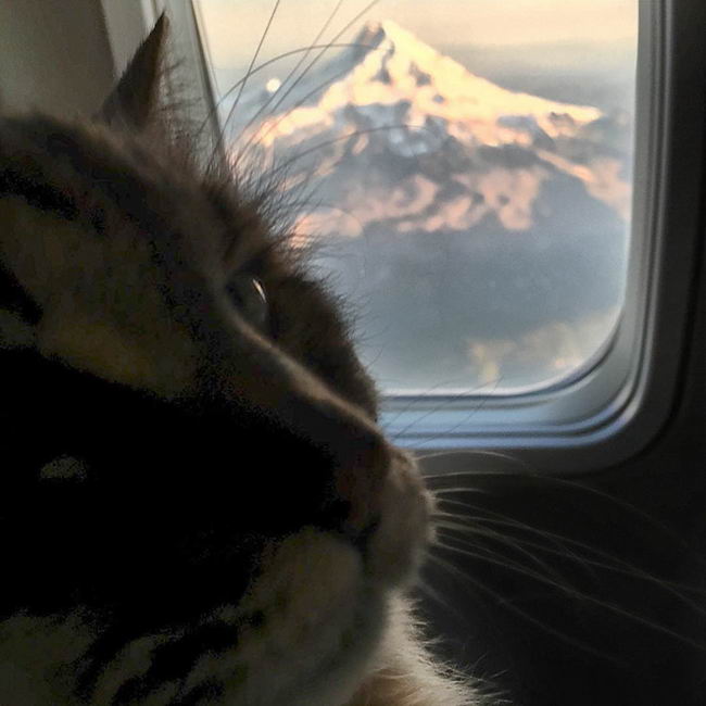 oldest-cat-09