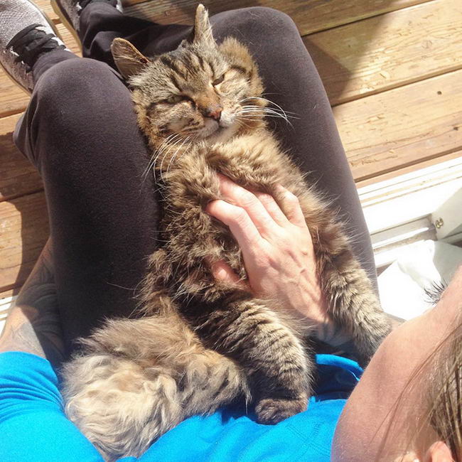 oldest-cat-10