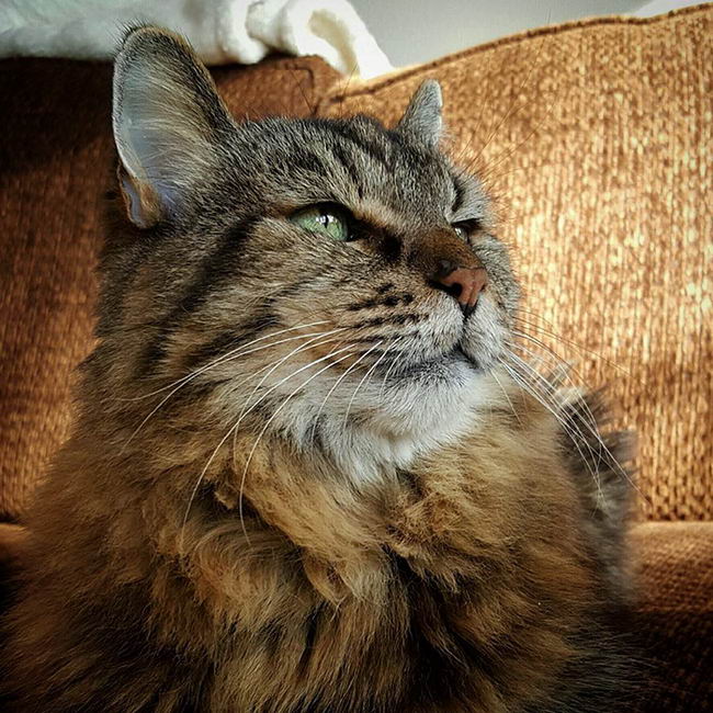 oldest-cat-11