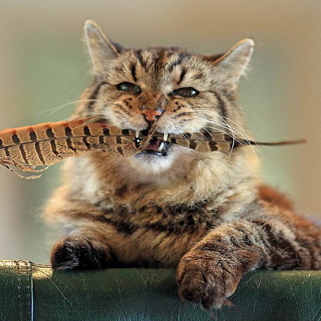 oldest-cat-13