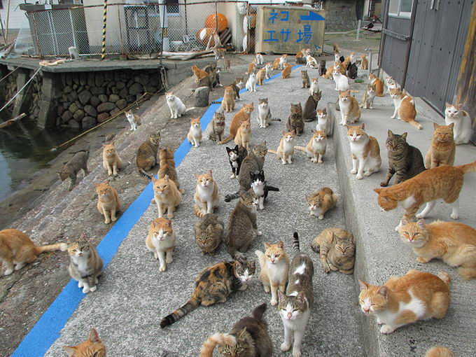 cat-island-japan-01