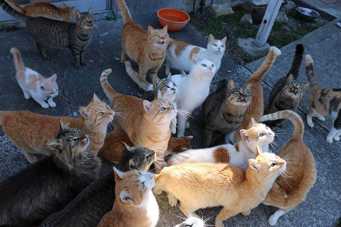 cat-island-japan-02