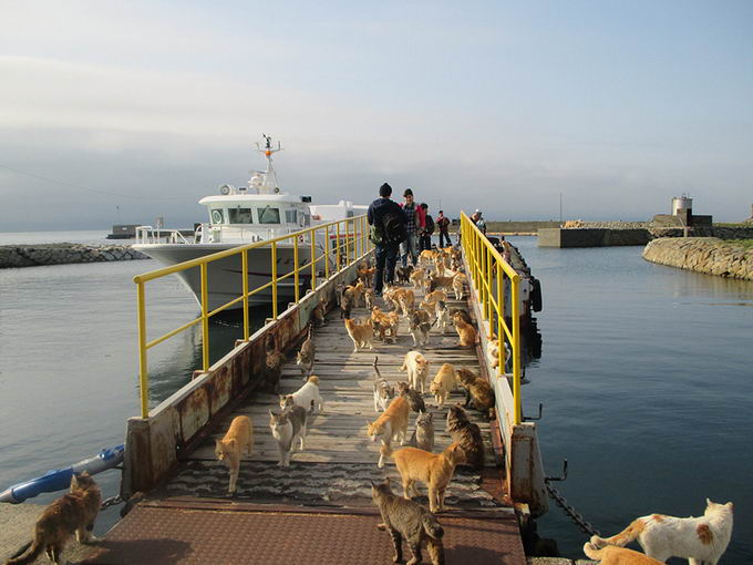 cat-island-japan-05