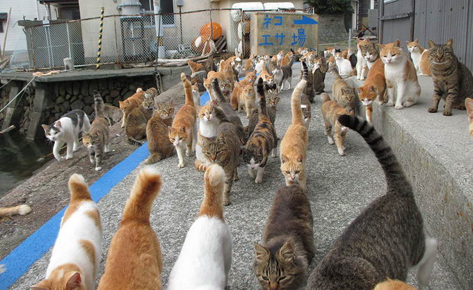 cat-island-japan-06