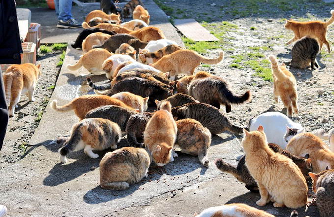 cat-island-japan-08