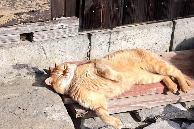 cat-island-japan-09